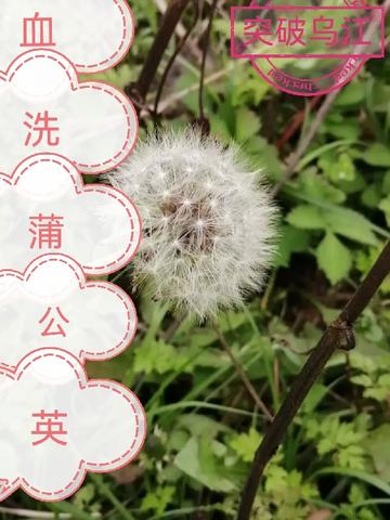 蒲公英汁怎么洗